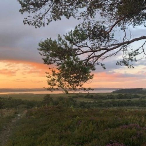 Team nightjar walk with Birds of Poole Harbour