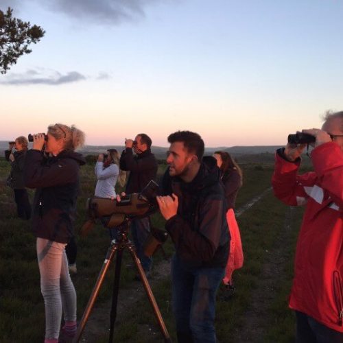 Team nightjar walk with Birds of Poole Harbour